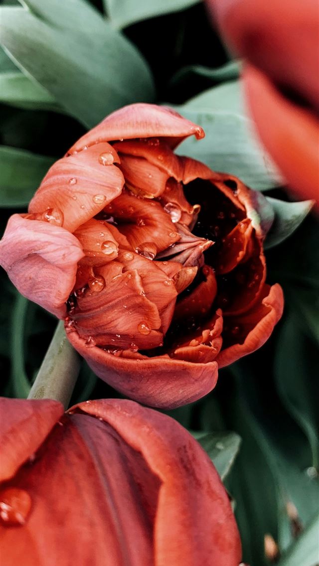 1290x2796 red petaled flower -  iPhone Wallpaper