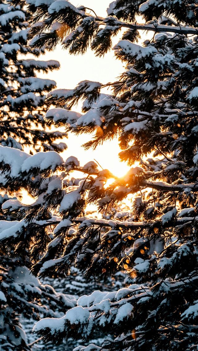 1290x2796 Snow covered pine trees with sunset light shining ... - snow iPhone Wallpaper