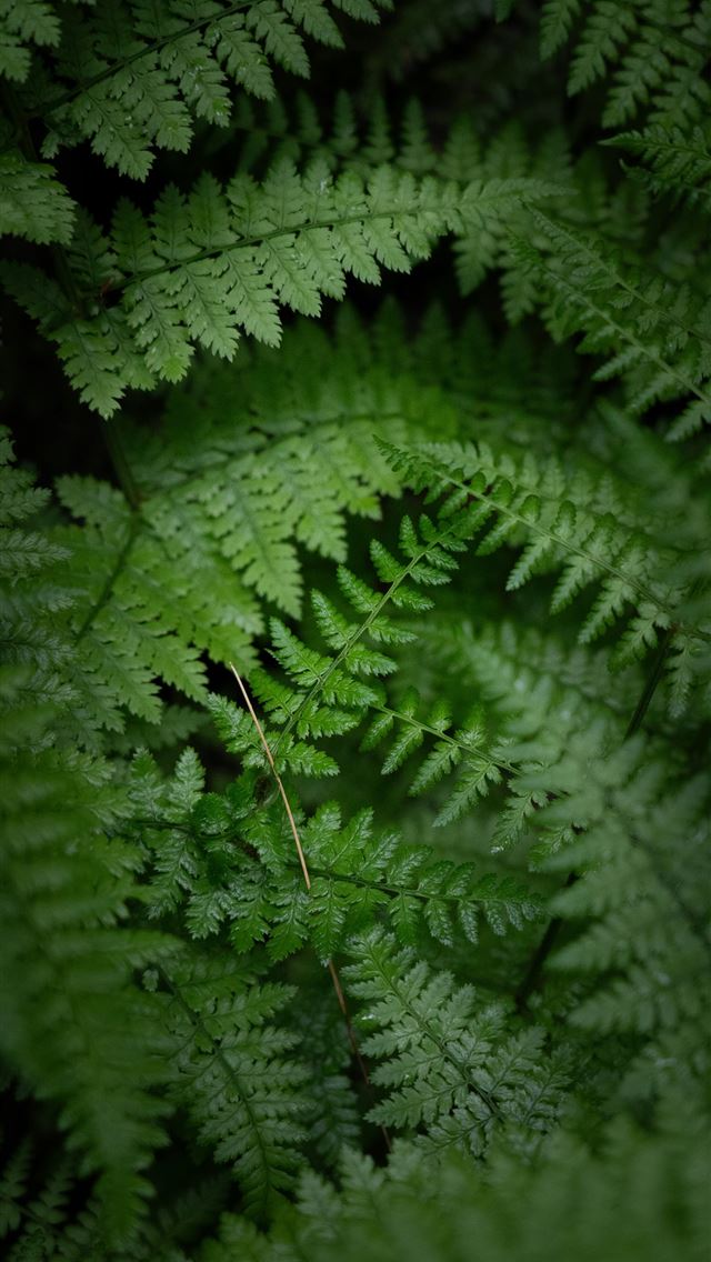 640x1136 Lush green ferns fill the dark forest floor  -  iPhone Wallpaper