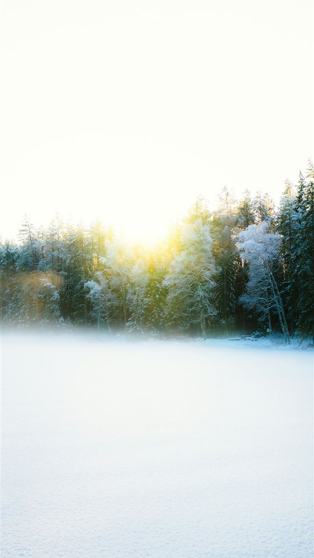 640x1136 Sunlight shines through a misty winter forest -  iPhone Wallpaper