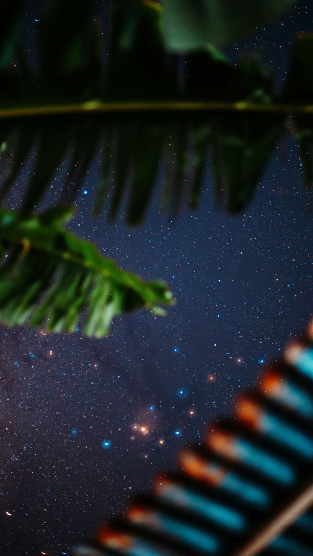 1290x2796 Starry night sky seen through palm leaves  - night iPhone Wallpaper