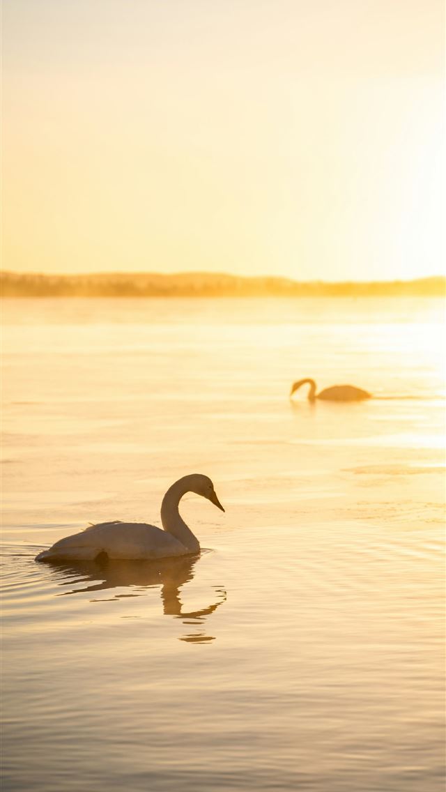 1290x2796 Two swans swim on a misty lake at sunrise  -  iPhone Wallpaper