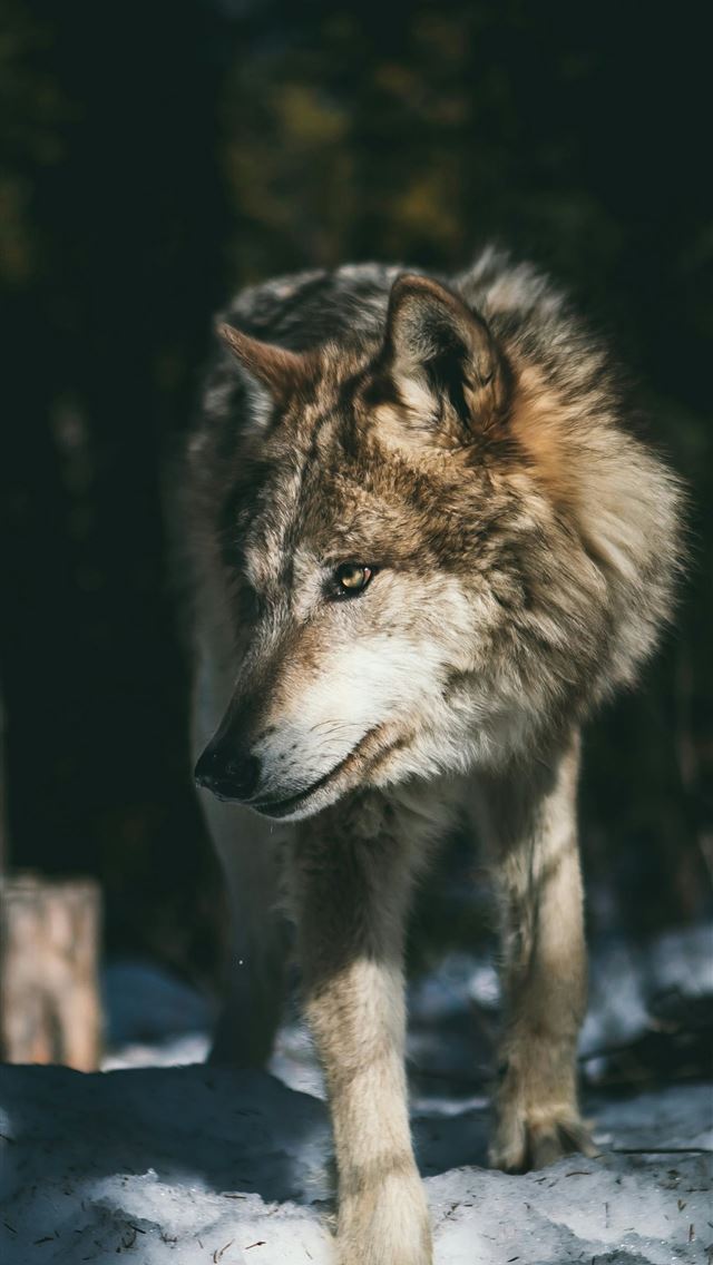 1290x2796 brown and white wolf - canada iPhone Wallpaper