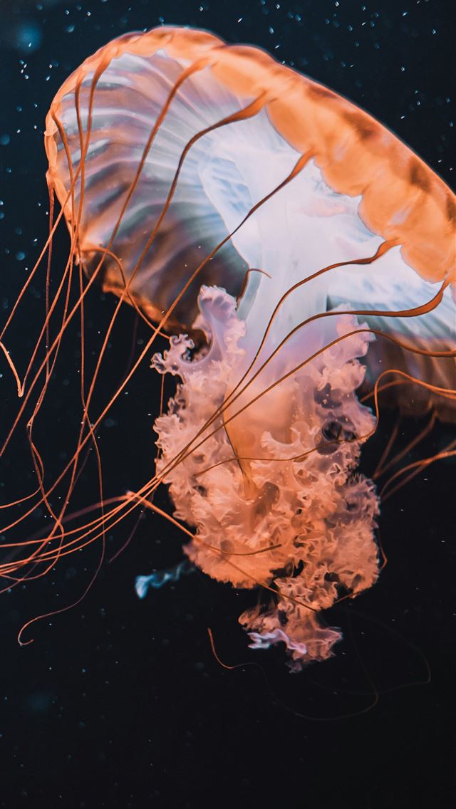 1290x2796 brown jellyfish in blue water -  iPhone Wallpaper