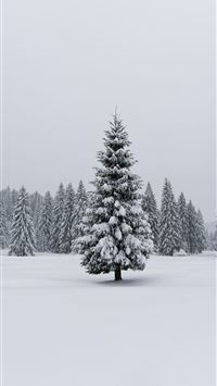 A lone snow covered pine tree in a winter forest  wallpaper