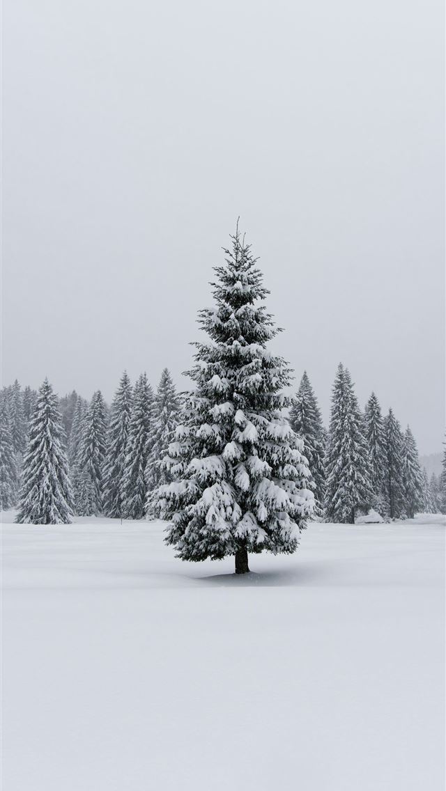 1290x2796 A lone snow covered pine tree in a winter forest  -  iPhone Wallpaper