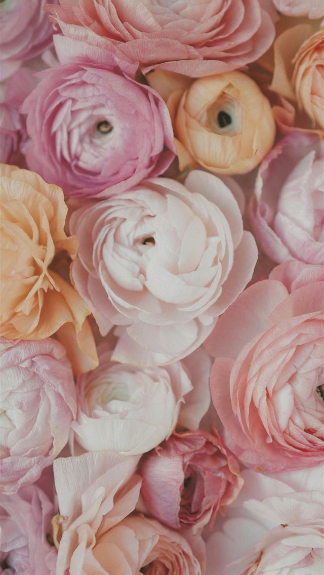 1290x2796 A collection of soft pink and peach ranunculus flo... -  iPhone Wallpaper