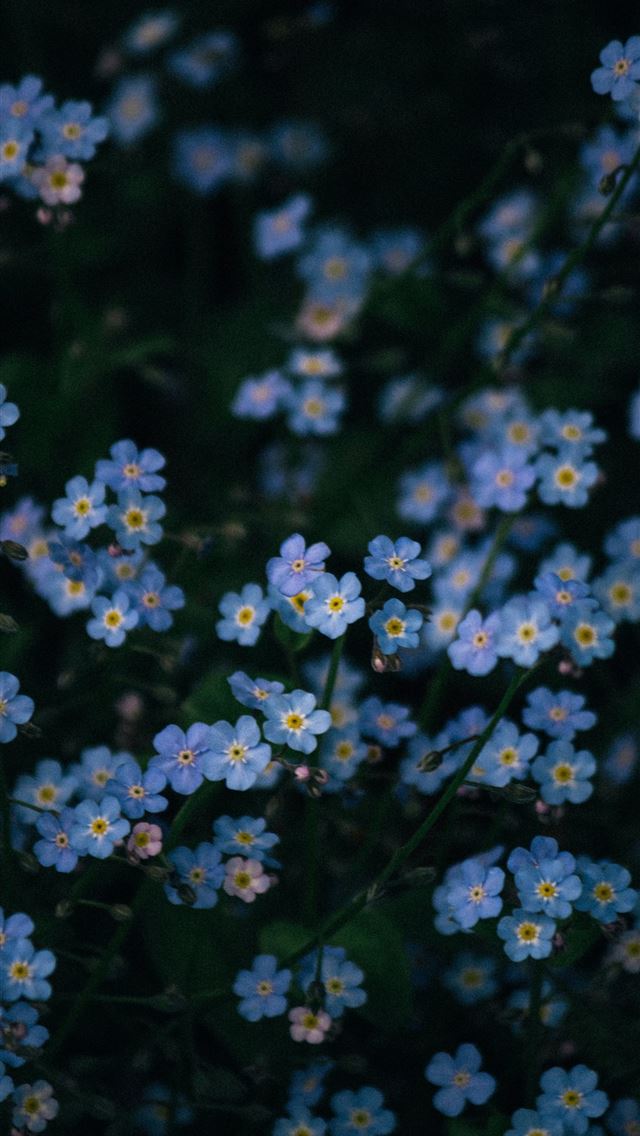 1290x2796 a bunch of small blue flowers in a field -  iPhone Wallpaper