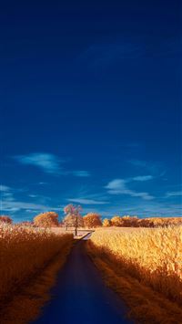 a road in a corn field with a blue sky in the back... wallpaper