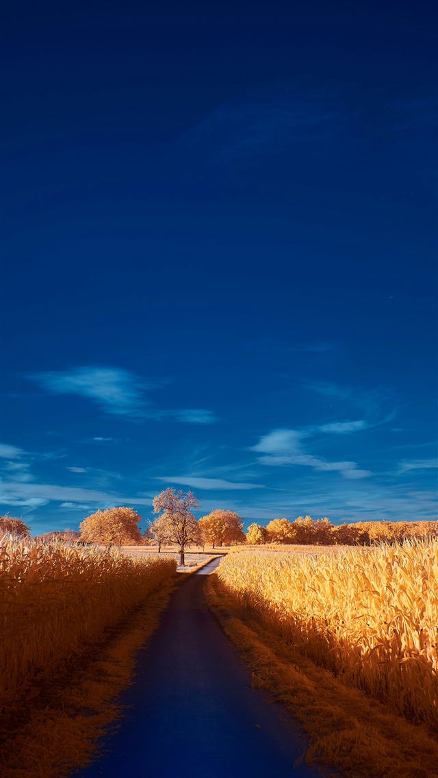 1290x2796 a road in a corn field with a blue sky in the back... - plant iPhone Wallpaper