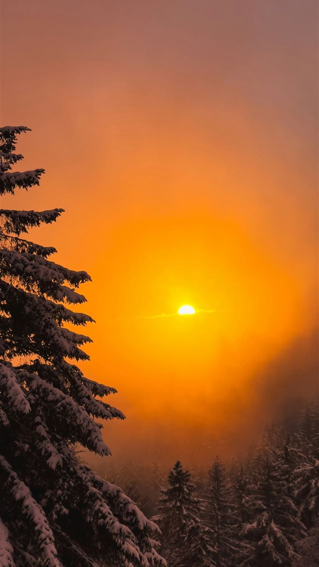 1290x2796 the sun is setting over a snowy forest - winter iPhone Wallpaper