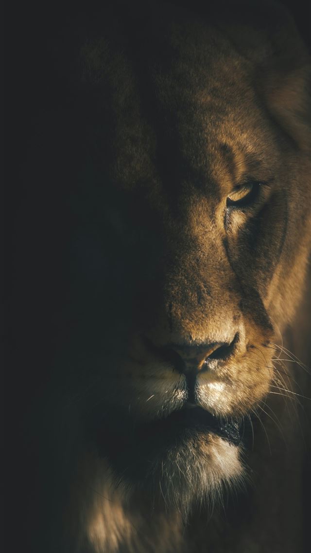 1290x2796 a lion with a black background -  iPhone Wallpaper