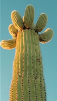 Saguaro cactus with arms reaching towards blue sky... wallpaper