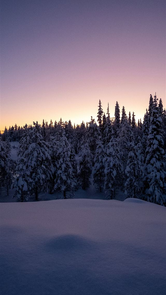 1290x2796 snow covered pine trees during daytime - sunset iPhone Wallpaper