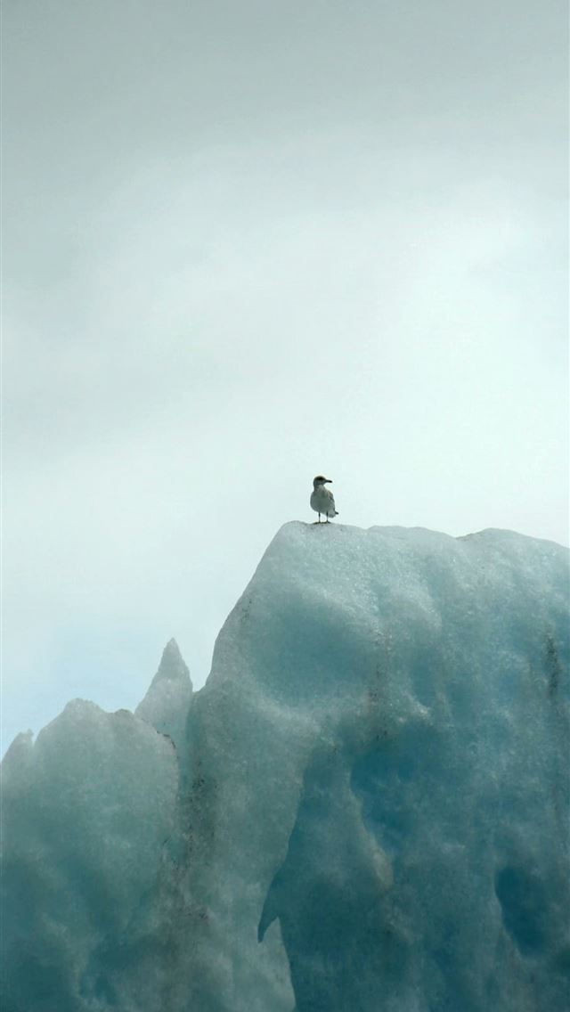 1290x2796 a bird sitting on top of an iceberg - sea iPhone Wallpaper