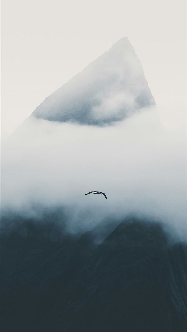 1290x2796 black bird in flight during daytime -  iPhone Wallpaper