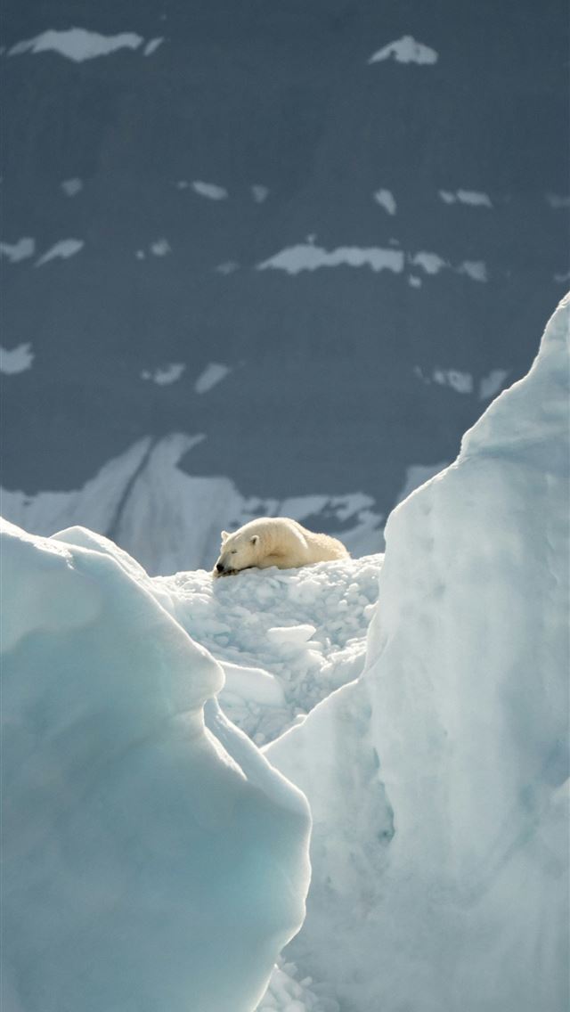 1290x2796 selective focus photography of polar bear on ice d... -  iPhone Wallpaper