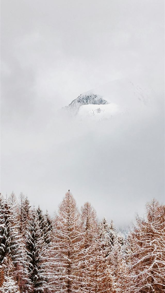 1125x2436 forest and white sky - forest iPhone Wallpaper