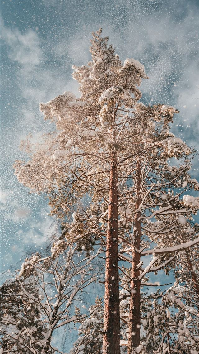 1290x2796 brown tree under blue sky -  iPhone Wallpaper