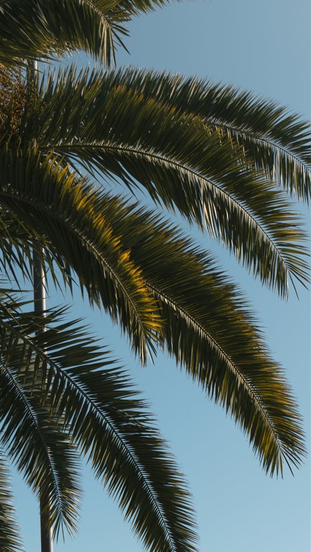 1290x2796 a palm tree with a blue sky in the background - traveling iPhone Wallpaper