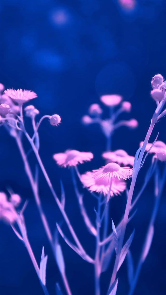 1290x2796 a close up of a bunch of flowers on a blue backgro... -  iPhone Wallpaper