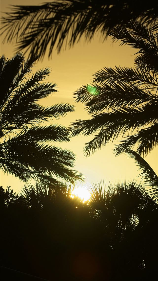 1290x2796 the sun is setting behind some palm trees - palm tree iPhone Wallpaper