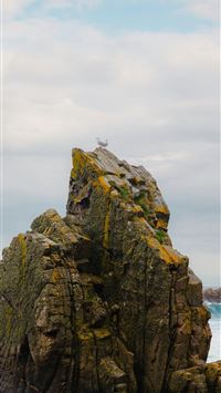 a bird sitting on a rock near the ocean wallpaper