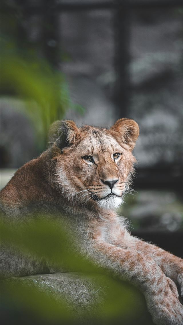 1290x2796 a close up of a lion laying on a rock - wildlife iPhone Wallpaper