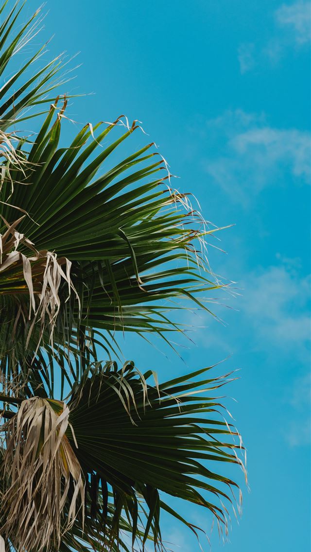 1290x2796 A palm tree with a blue sky in the background - portugal iPhone Wallpaper