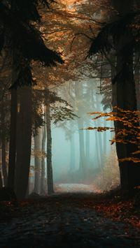 a road in the middle of a forest wallpaper