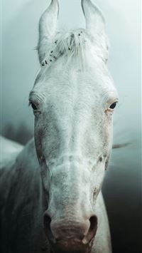 white horse head in close up photography wallpaper