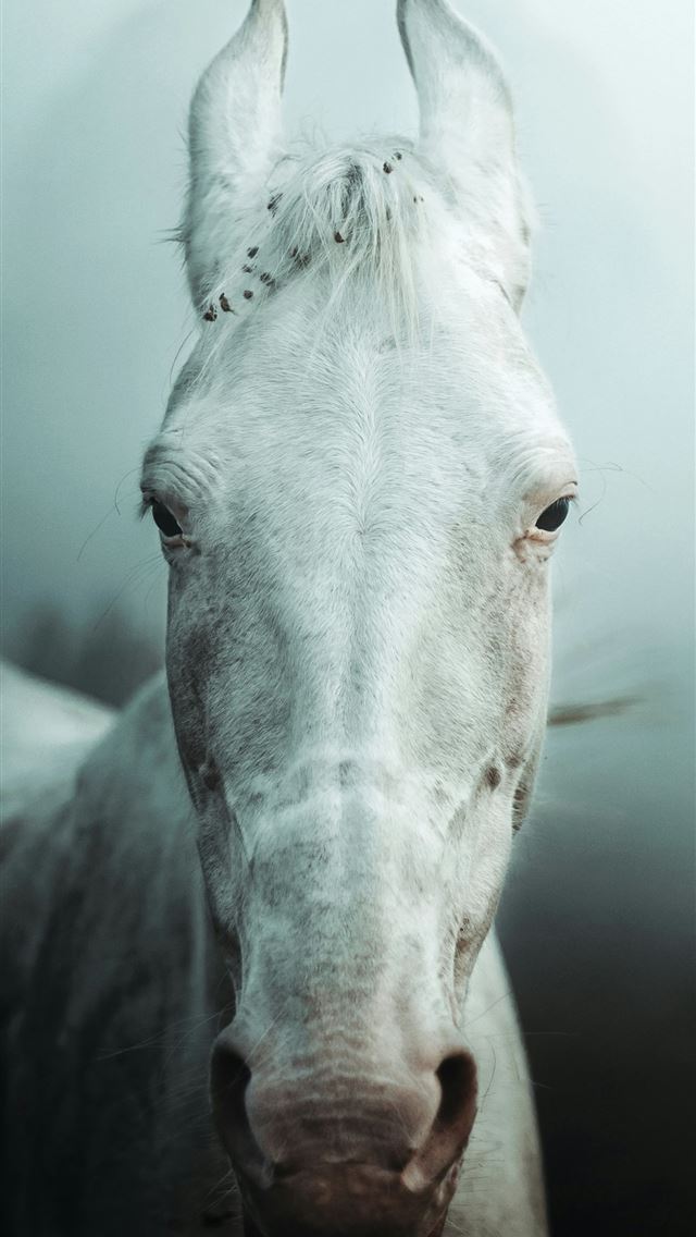 1290x2796 white horse head in close up photography - horses iPhone Wallpaper