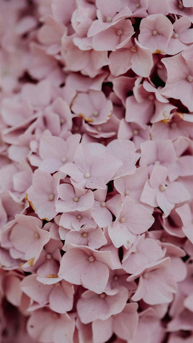 1290x2796 white flowers in macro lens - pastel iPhone Wallpaper