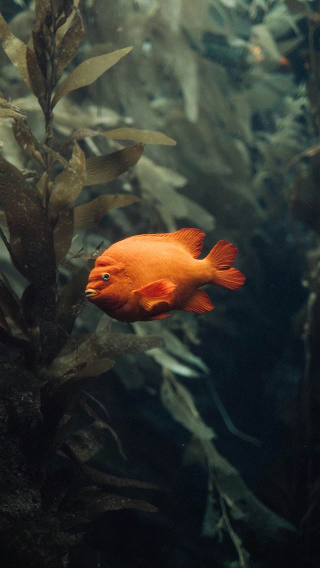 1290x2796 a red fish swimming in an aquarium filled with pla... - usa iPhone Wallpaper