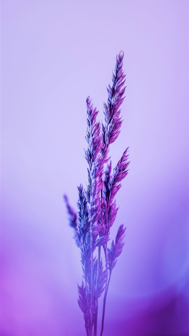 1290x2796 a close up of a purple flower with blurry backgrou... -  iPhone Wallpaper