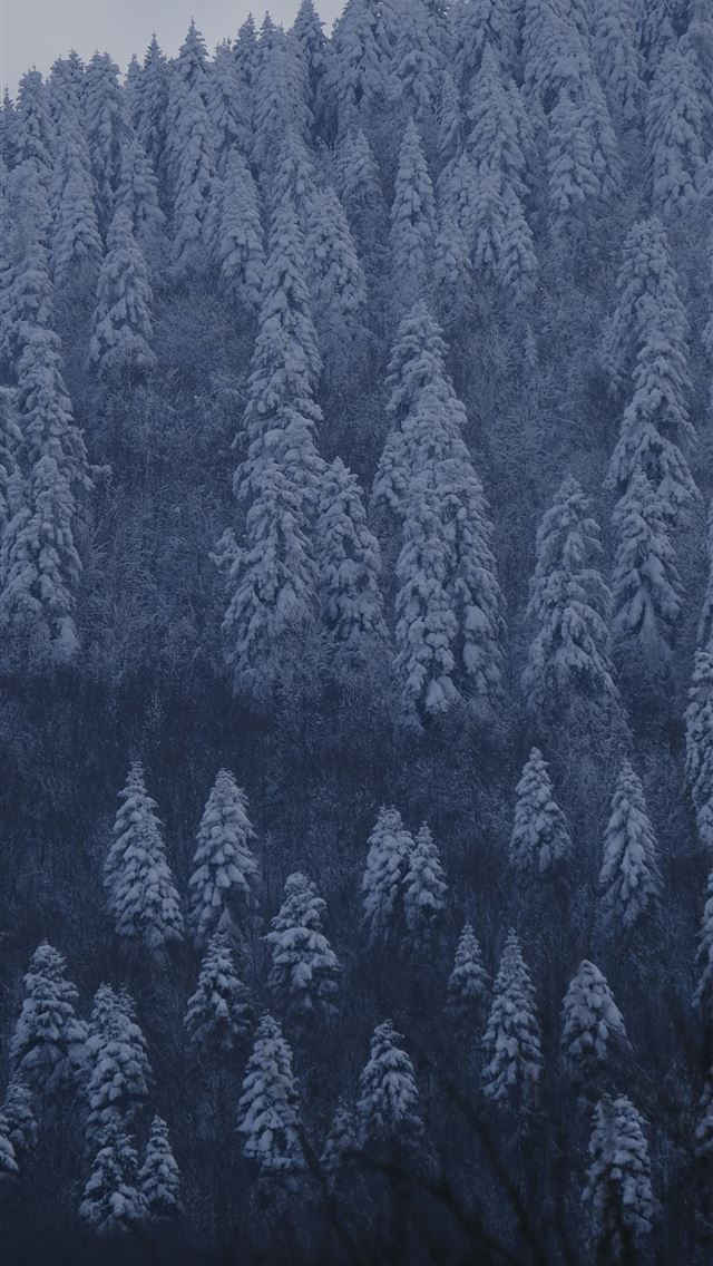 1290x2796 a large group of trees covered in snow - snowflake iPhone Wallpaper
