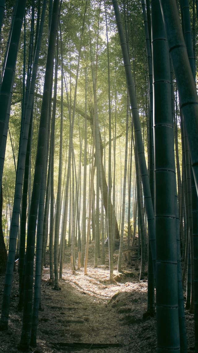 1290x2796 Sunlight streams through a dense bamboo forest pat... - green iPhone Wallpaper
