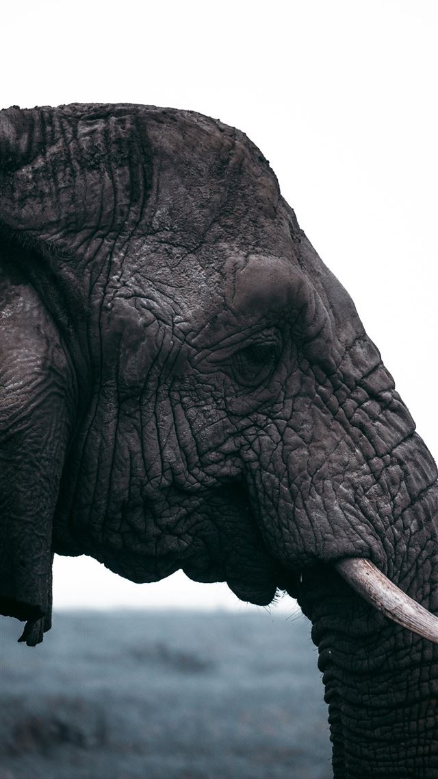 1290x2796 grey elephant in close up photography -  iPhone Wallpaper