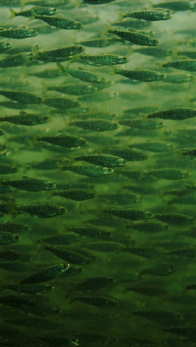 1290x2796 a group of fish swimming in a body of water -  iPhone Wallpaper