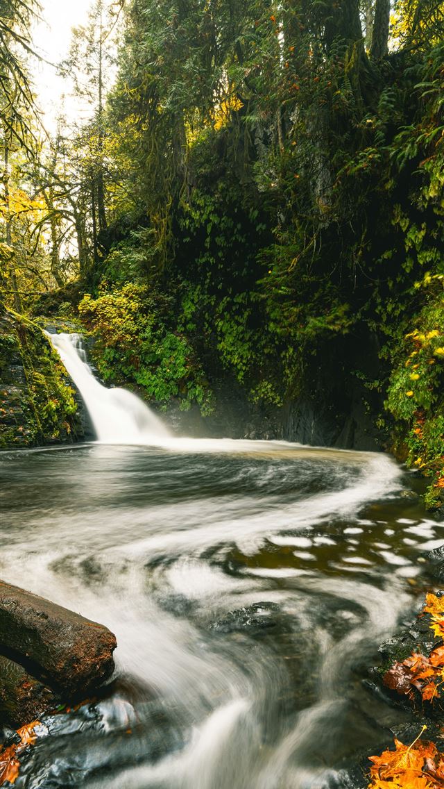 1290x2796 a river running through a lush green forest - wood iPhone Wallpaper