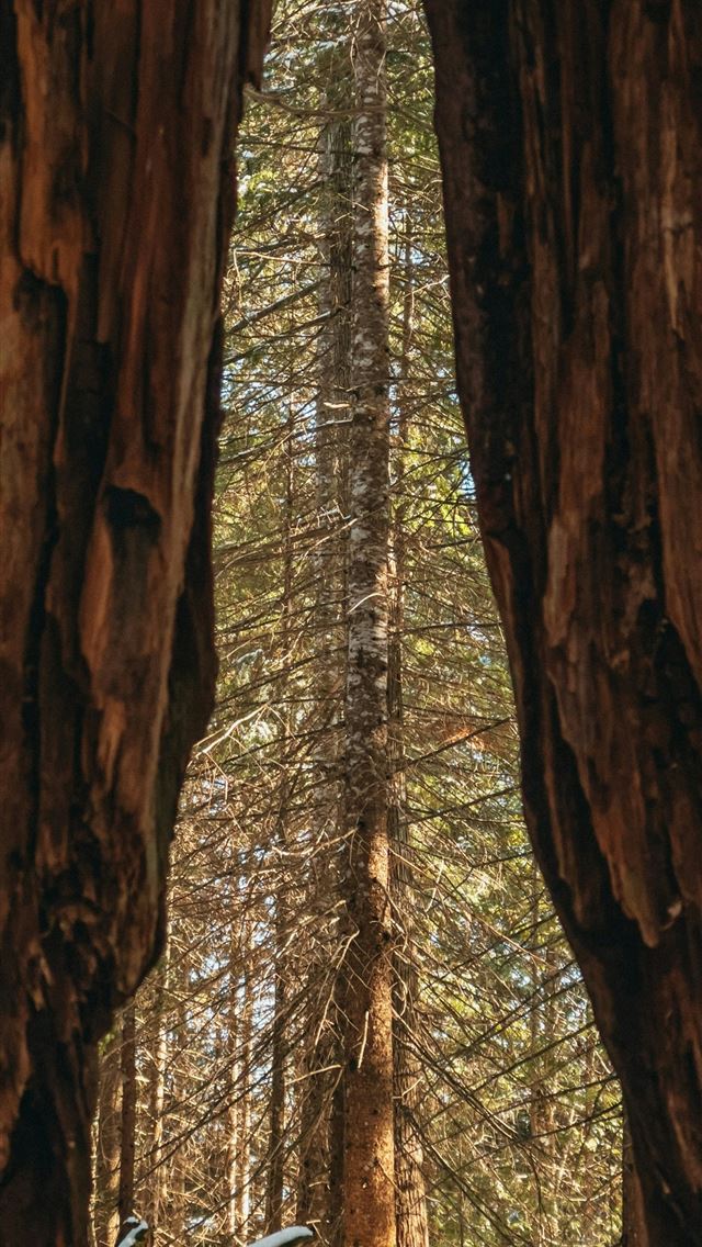1290x2796 brown tree trunk during daytime - explore iPhone Wallpaper