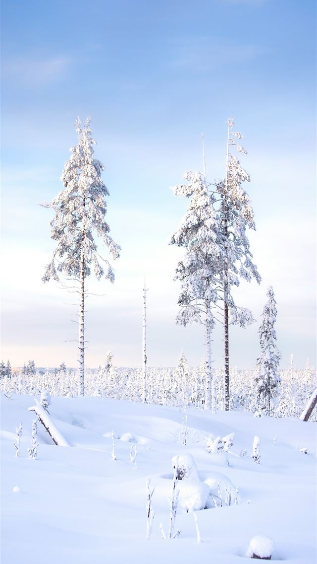 1290x2796 a snow covered field with trees in the background - forest iPhone Wallpaper