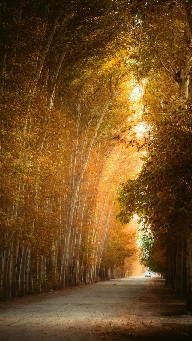 1290x2796 a tree lined road in the middle of a forest -  iPhone Wallpaper
