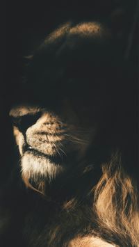 a close up of a lion's face in the dark wallpaper
