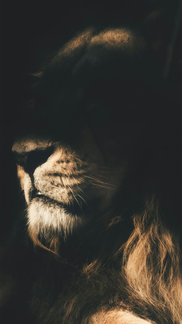 1290x2796 a close up of a lion's face in the dark - earth iPhone Wallpaper