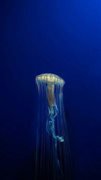 a jellyfish in the deep blue water wallpaper