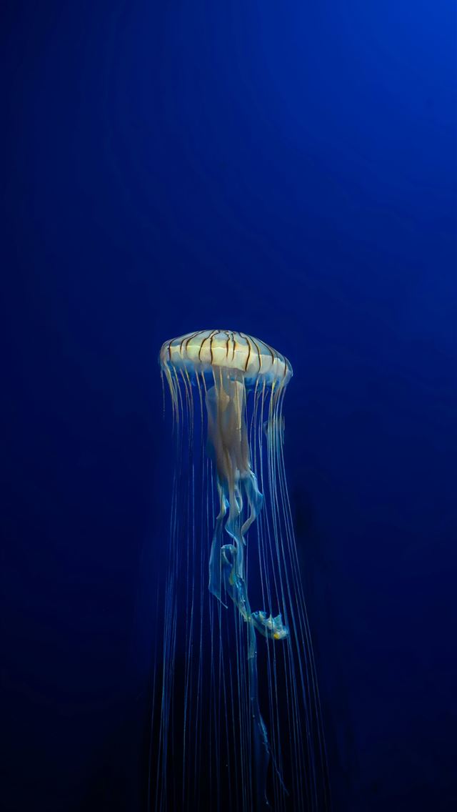 1290x2796 a jellyfish in the deep blue water - swimming iPhone Wallpaper