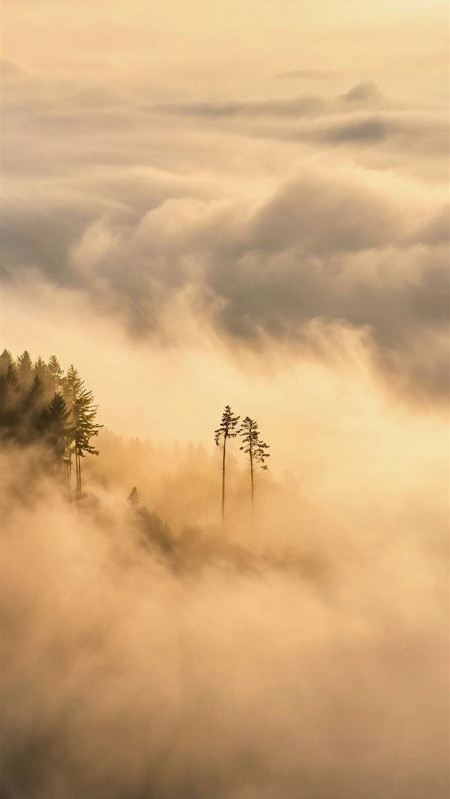 1290x2796 Misty forest landscape with soft golden light  - dawn iPhone Wallpaper