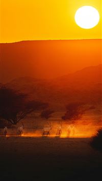a group of animals walking across a grass covered ... wallpaper