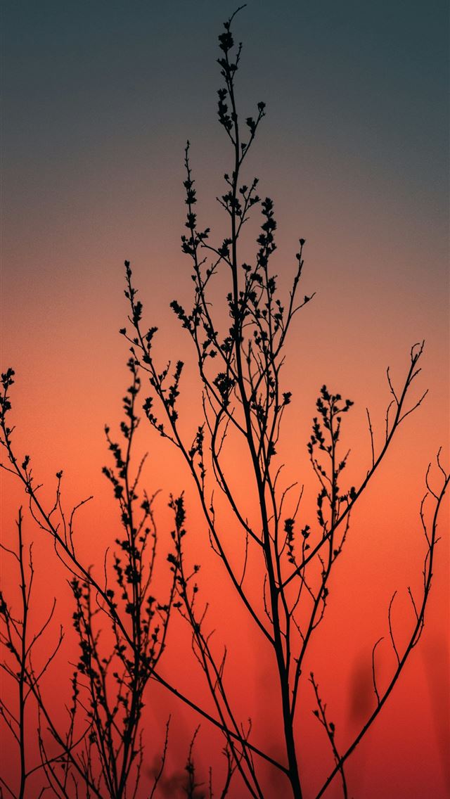1290x2796 the silhouette of a tree against a sunset -  iPhone Wallpaper